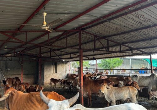 WhatsApp Image 2025-07-22 at 7.11.51 PM