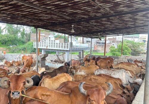 WhatsApp Image 2025-07-22 at 7.12.00 PM